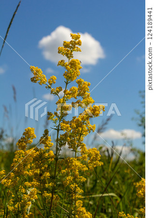 Closeup yellow flowers of lady's bedstraw, yellow bedstraw Galium verum in a Dutch garden. Family Rubiaceae. Summer, August, Netherlands Closeup yellow flowers of lady's bedstraw, yellow bedstraw Galium verum in a Dutch garden. Family Rubiaceae. Summer, August, Netherlands 124189441