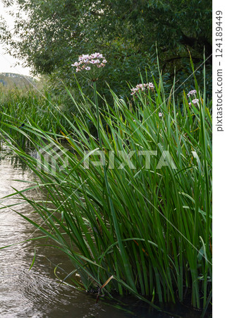 Photo butomus umbellatus flower burchardia, macro photo, forest water lily flower, summer spring, botany, background pink 124189449