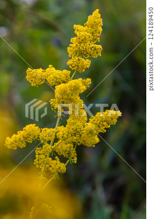Closeup yellow flowers of lady's bedstraw, yellow bedstraw Galium verum in a Dutch garden. Family Rubiaceae. Summer, August, Netherlands 124189450