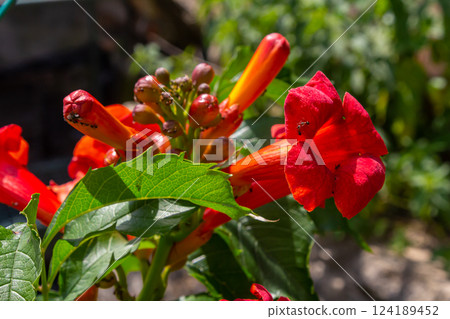 Bright red flowers of the trumpet vine or trumpet creeper - Campsis radicans 124189452