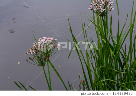 Photo butomus umbellatus flower burchardia, macro photo, forest water lily flower, summer spring, botany, background pink Photo butomus umbellatus flower burchardia, macro photo, forest water lily flower, summer spring, botany, background pink 124189453