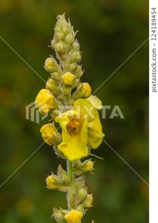 Common mullein - pale yellow flowers of verbascum nigrum plant, used as herb and medicine - growing in the medicinal garden Common mullein - pale yellow flowers of verbascum nigrum plant, used as herb and medicine - growing in the medicinal garden 124189454