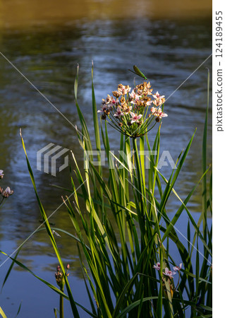 Photo butomus umbellatus flower burchardia, macro photo, forest water lily flower, summer spring, botany, background pink Photo butomus umbellatus flower burchardia, macro photo, forest water lily flower, summer spring, botany, background pink 124189455
