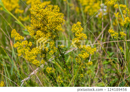 Closeup yellow flowers of lady's bedstraw, yellow bedstraw Galium verum in a Dutch garden. Family Rubiaceae. Summer, August, Netherlands Closeup yellow flowers of lady's bedstraw, yellow bedstraw Galium verum in a Dutch garden. Family Rubiaceae. Summer, August, Netherlands 124189456