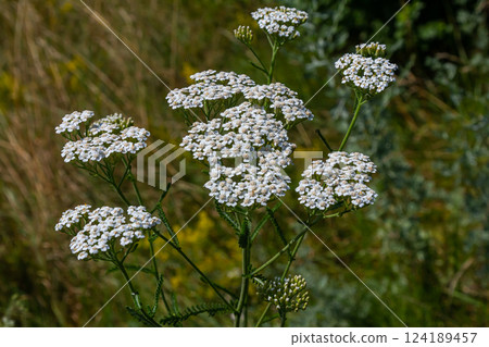 common yarrow achillea millefolium with fly Tachina fera common yarrow achillea millefolium with fly Tachina fera 124189457