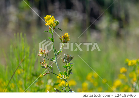 Medicago falcata, plant species of the genus Medicago. It is native to much of Europe and Asia 124189460