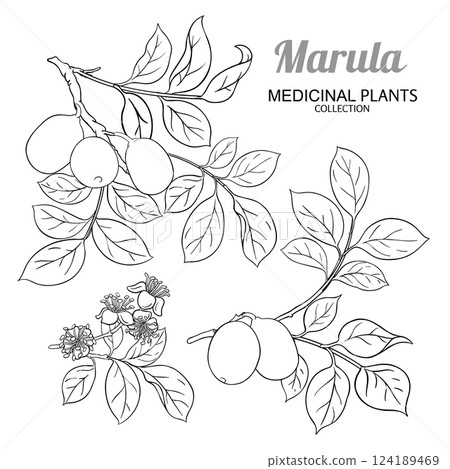 Marula Branch with Flowers Outline Illustration 124189469