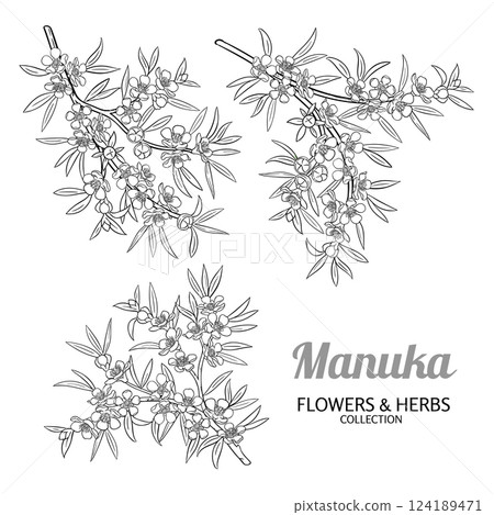 Manuka Branch with Flowers Outline Illustration. 124189471