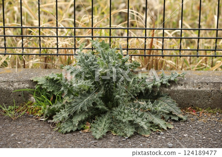 Young shoots of American thistle 124189477