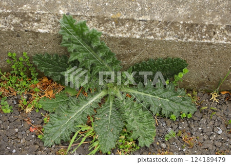 Young shoots of American thistle 124189479