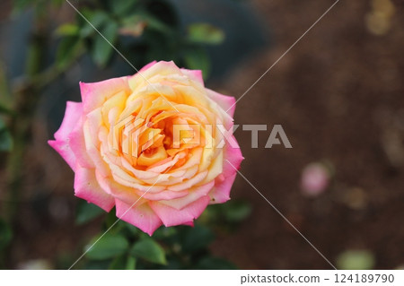 Arao City Ominous Citizen Flower Bed Rose Flower, 124189790