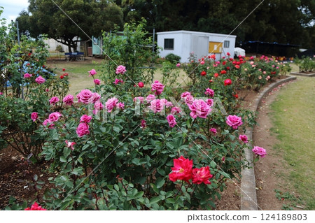 荒尾市少女公民花壇玫瑰花， 124189803