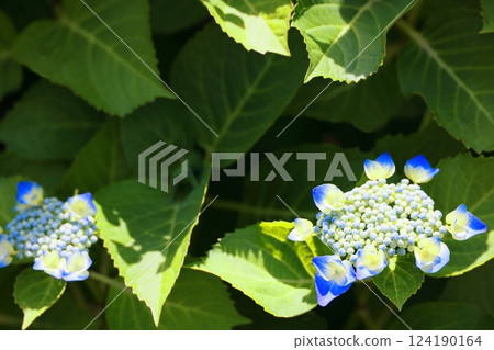 藍色繡球花 藍色繡球花 124190164