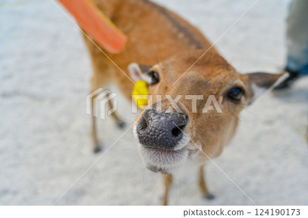 可愛小鹿吃胡蘿蔔. 近距離拍攝野生動物溫馨時刻. 124190173