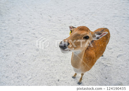 可愛小鹿悠閒佇立 .動物園中的寧靜時刻 124190435