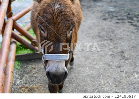 A cute little donkey taking a leisurely walk - a warm moment on the farm 124190617