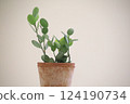 Green Drum Potted Plant 124190734