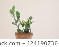 Green Drum Potted Plant 124190736