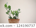 Green Drum Potted Plant 124190737