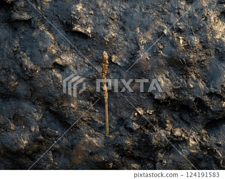 Artistic macro of a single seedling pushing through rich, dark earth Artistic macro of a single seedling pushing through rich, dark earth 124191583