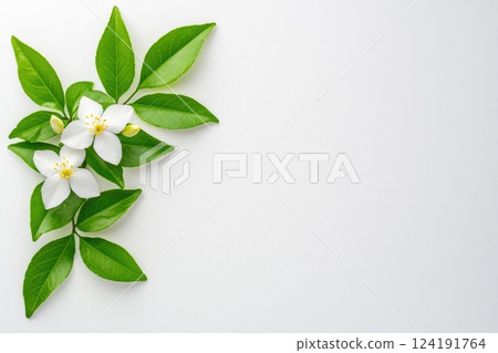 Close-up of Jasmine White Blossoms on a Pure White Background 124191764
