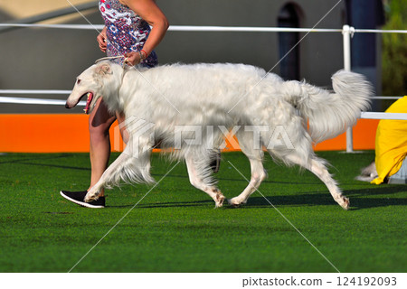 Beautiful Russian Sighthound Hunting dog Beautiful Russian Sighthound Hunting dog 124192093