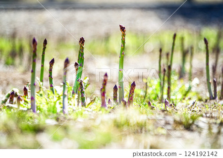 Delicious green asparagus grown outdoors in Biei, Hokkaido Delicious green asparagus grown outdoors in Biei, Hokkaido 124192142