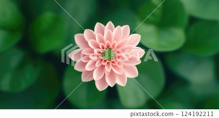 Beautiful Flower Blooming Over Time on Green Background Beautiful Flower Blooming Over Time on Green Background 124192211