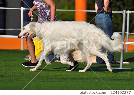 Russian Hunting Sighthound on a dog show Russian Hunting Sighthound on a dog show 124192277