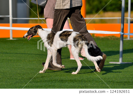 Russian Hunting Sighthound Puppy 124192651