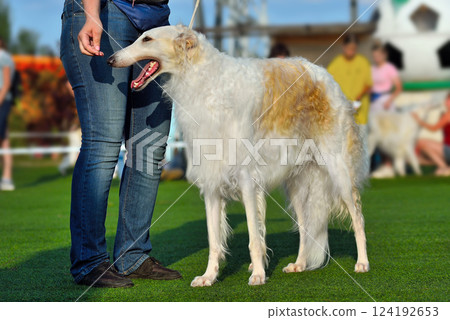 Beautiful white russian hunting sighthound Beautiful white russian hunting sighthound 124192653