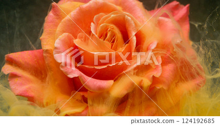 Mist rose. Flower steam paint. Defocused red pink golden color bloom petals liquid nature wet texture spreading on abstract art dark black background. Mist rose. Flower steam paint. Defocused red pink golden color bloom petals liquid nature wet texture spreading on abstract art dark black background. 124192685