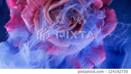 Splash rose flower. Smoke texture. Defocused blue pink red color plant petals paint nature water ink fluid spreading on abstract art background. 124192730