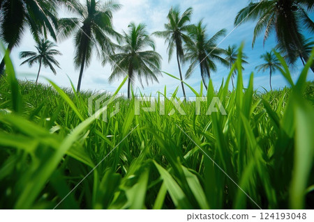 Tropical Beach View with Grass and Palms 124193048