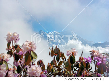 Blooming pink rhododendrons against the background of the Himalayas mountains 124193115