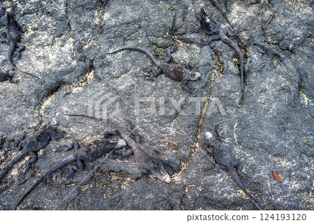 Marine Iguanas Resting on Lava Rocks in Galapagos Marine Iguanas Resting on Lava Rocks in Galapagos 124193120