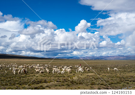 Herd of alpacas and llamas grazing in the highlands of Peru 124193153