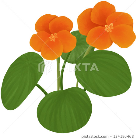 Nasturtium Illustration Edible Flowers 124193468