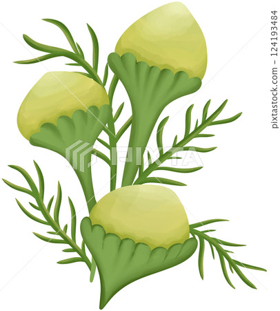 Pineapple weed Illustration Edible Flowers 124193484