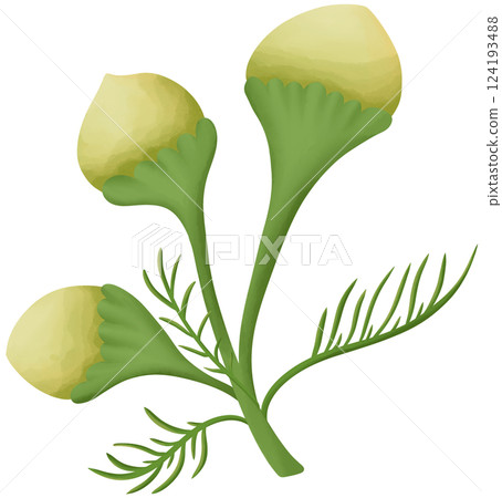 Pineapple weed Illustration Edible Flowers Pineapple weed Illustration Edible Flowers 124193488
