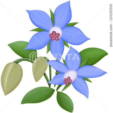 Borage Illustration Edible Flowers Borage Illustration Edible Flowers 124193505