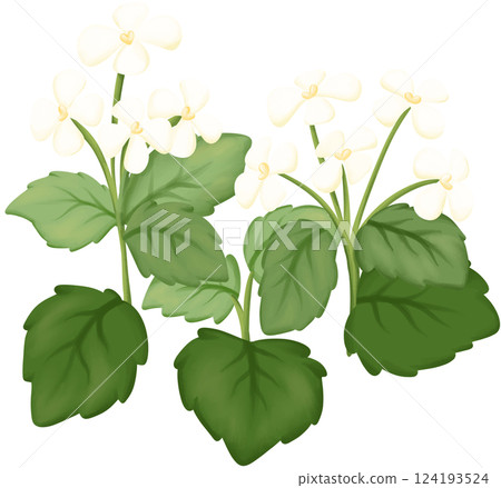Garlic Mustard Illustration Edible Flowers Garlic Mustard Illustration Edible Flowers 124193524