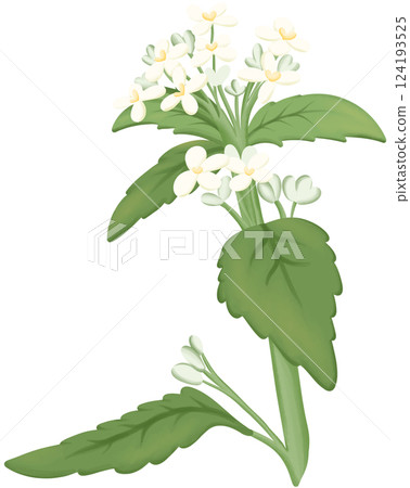 Garlic Mustard Illustration Edible Flowers 124193525
