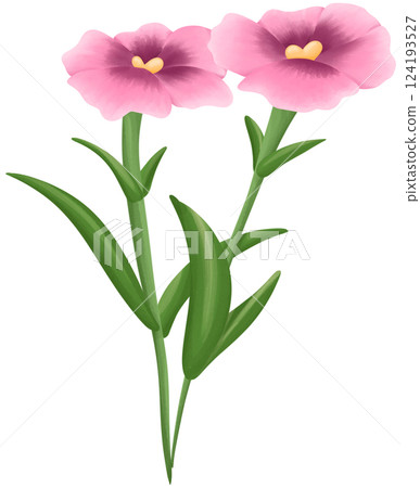 Mini Dianthus Illustration Edible Flowers 124193527