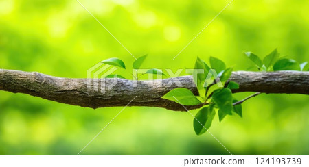 Detailed view of tree branch outdoors 124193739