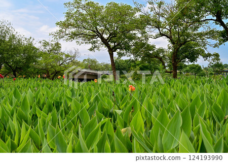 台灣夏日的綠色風景.美人蕉盛開 124193990