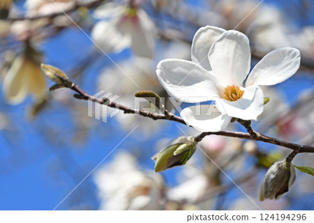 Kobushi（辣） 124194296