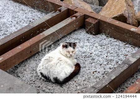 Outdoor white cat with black spots on the rocks 124194444