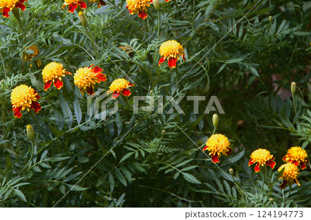 Tiger-Eyes Marigold Flowers Tiger-Eyes Marigold Flowers 124194773