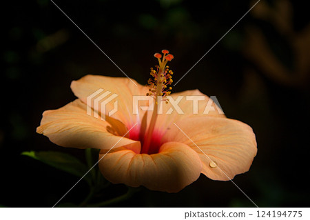 Booming, Light Orange Hhibiscus Flower Booming, Light Orange Hhibiscus Flower 124194775